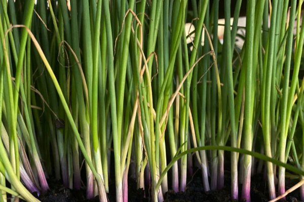 Браузер для кракен