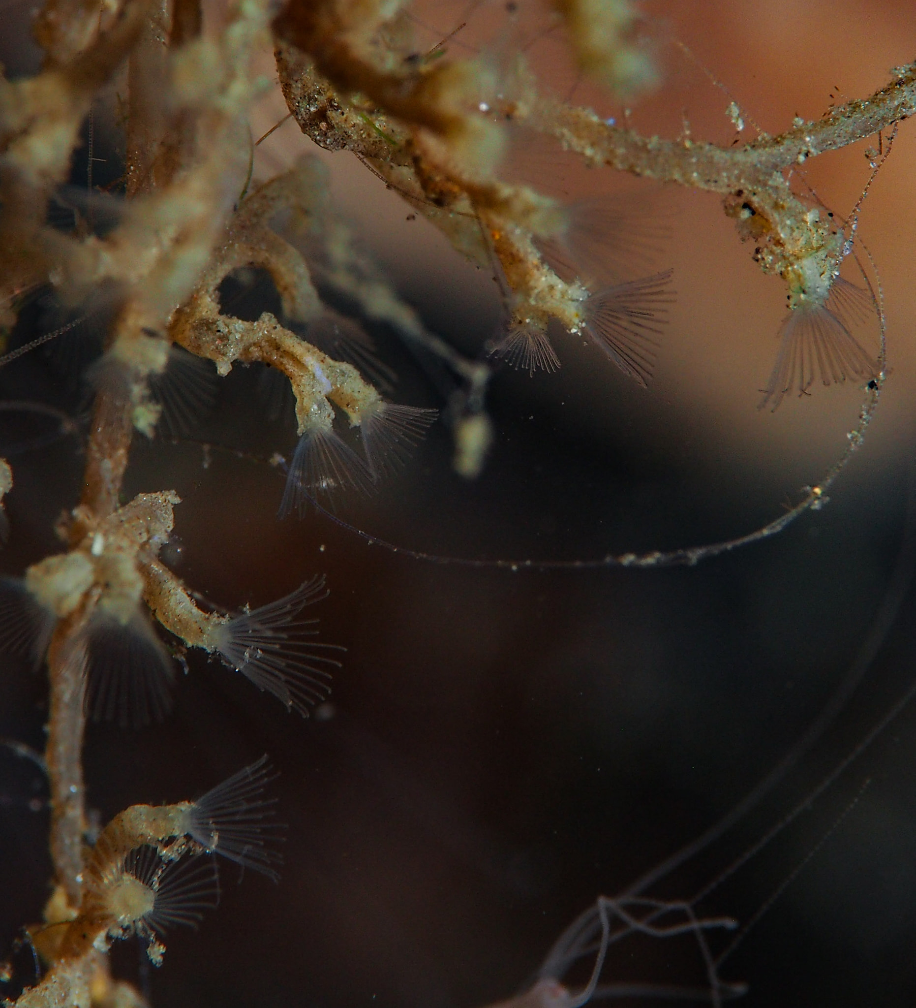 Кракен торговая площадка